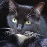 Фото профиля Cassandra🐾Wants🐾Claws