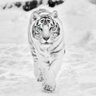 Tiger 🙏🐅's profile picture