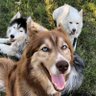KumaPaws376 profil fotoğrafı