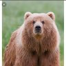 Profilbild von BearTracker