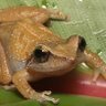 Фото профиля Am Frog