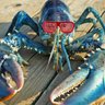LeftyLobster 🦞 的头像