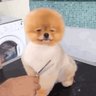 罗伯特狗剩 的头像