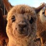 robatron profil fotoğrafı