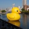 ぴよこん profil fotoğrafı