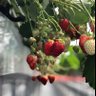 berry's profile picture
