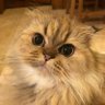 Miminofuna's profile picture