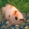 MustachioedFish's profile picture