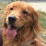 Profilbild von Leo Que🐕💖🌷