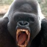 RG20's profile picture