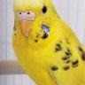 わんこいんこ's profile picture