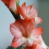 Фото профиля Luo