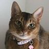 てんてん (後悔しない人生を)🐱 的头像