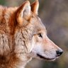Red Wolf profil fotoğrafı