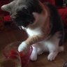 Francoise Tiferet@francoise_Alb profil fotoğrafı