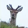 Profilbild von Disgusted Deer