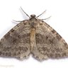 Profilbild von Knoxville Moths