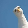 Tanstaafler's profile picture