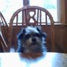 Profilbild von Itsadogslife