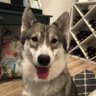 🇨🇦 Bruce / Super Nintendo Chalmers 🇨🇦's profile picture