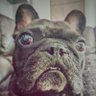 Фото профиля 🐶 Vin doggy dog 🐶