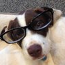 Marshmellymel's profile picture