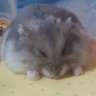 ネネ・クロサキ(or北枕うずりorきみひろ) 的头像