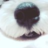 チャピコ's profile picture