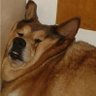 Фото профиля 眠犬
