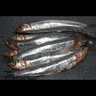 Anchovy 的头像