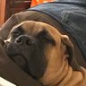 Profilbild von BubbaDuke84