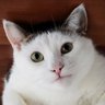 CPL profil fotoğrafı