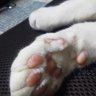 kuma's profile picture