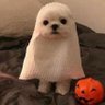 Soren's profile picture
