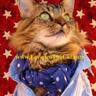 Profilbild von Lorenzo The Cat