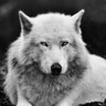 Pitigoi Mihai Daniel's profile picture