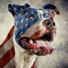 Patriot 45 profil fotoğrafı