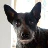 Profilbild von NigelBandit