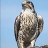( الشمالي ) profil fotoğrafı