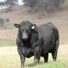 Thewestcorkbull's profile picture