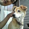 将軍@切れ味抜軍's profile picture