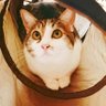 classic's profile picture
