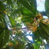 Фото профиля あかね