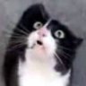 Profilbild von βlueЯed71