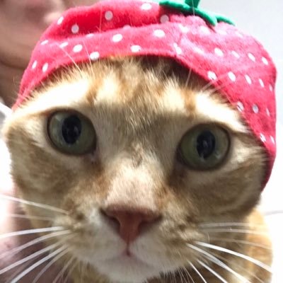 boss_cat60ya's profile picture