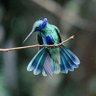 Shion profil fotoğrafı