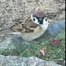 美ちゅんに恋する技術士 的头像