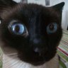 Profilbild von Godfrey.1st.Eldenlord