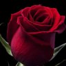 Фото профиля Miss Rose