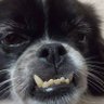 Profilbild von なかじー
